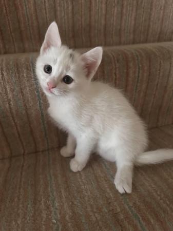Image 6 of British Short-Hair kitten - White (RARE PINK COLOURED FEATUR