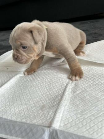 Image 24 of Olde English pups for sale