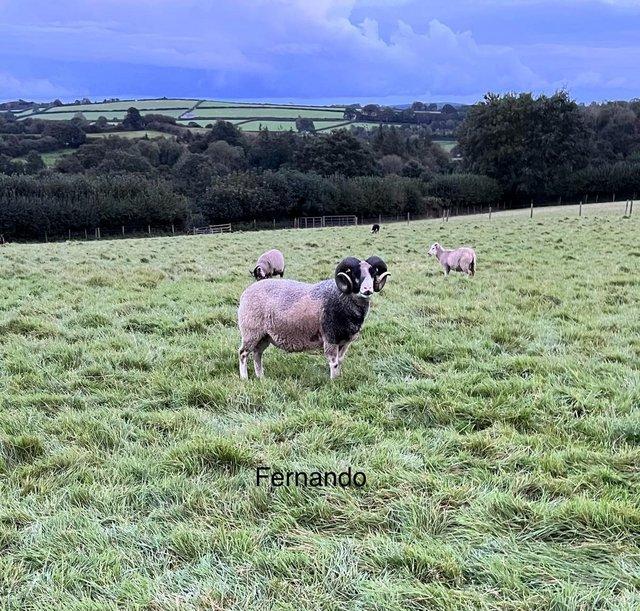 Preview of the first image of Pedigree registered Shetland Ram.