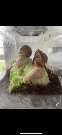 Image 2 of Albino African land snails