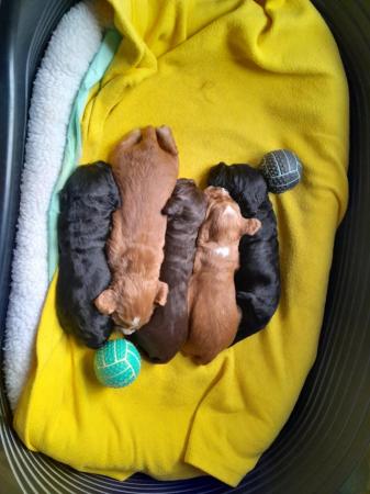 Image 3 of Cocker spaniel puppies Show type