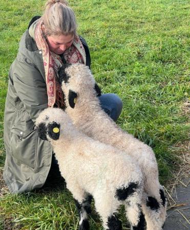 Image 5 of Valais Blacknose wether