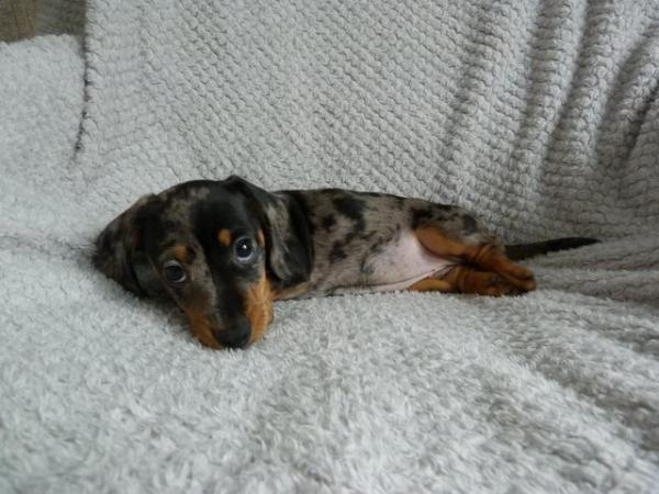 Image 3 of Ready Now KC Registered Miniature Dachshund Puppies