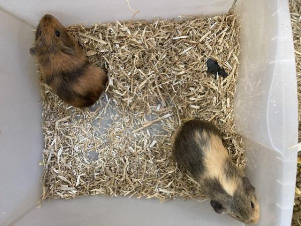 Image 5 of Female and Male Baby Guinea Pigs For Sale