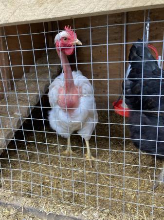 Image 8 of Various rare breed hens from £4