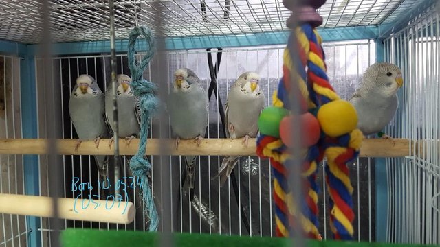 Image 17 of !!!For sale young budgies for rehoming!!!