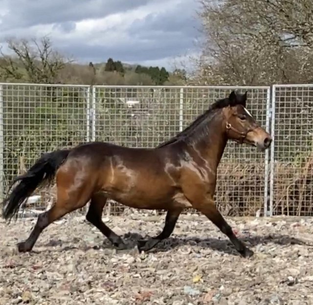 Preview of the first image of Smart 14 hh Bay Registered Connemara mare Class One.