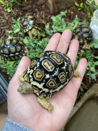 Image 6 of Adorable Leopard Tortoise Babies