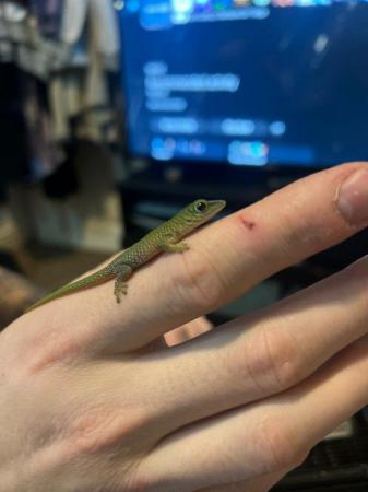 Image 5 of Giant day gecko babies, multiple available