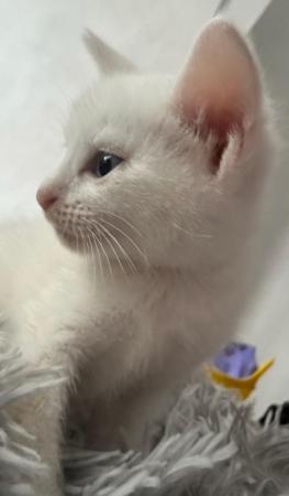 Image 9 of Pure white male kitten for sale
