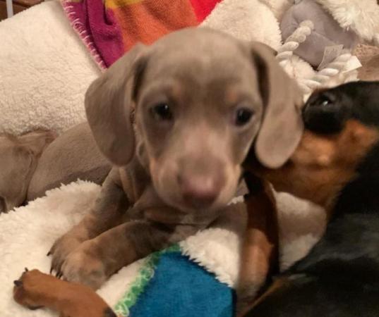 Image 9 of KC REGISTERED MINATURE DACHSHUND PUPPIES