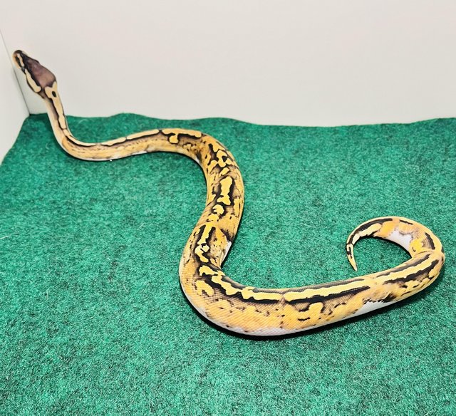 Preview of the first image of Pastel, low white pied ball python.