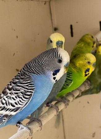 Image 3 of Group of 30 budgies available