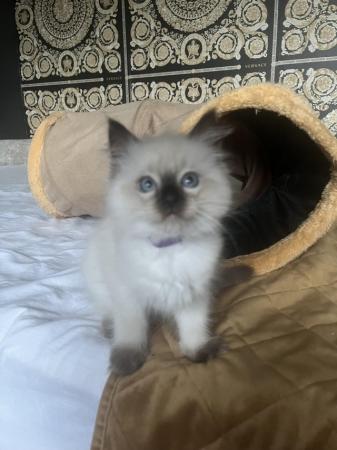 Image 13 of Stunning ragdoll kittens looking for the best homes