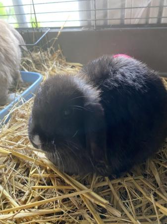 Image 7 of all reserved Pure bred mini lops ………. ………….