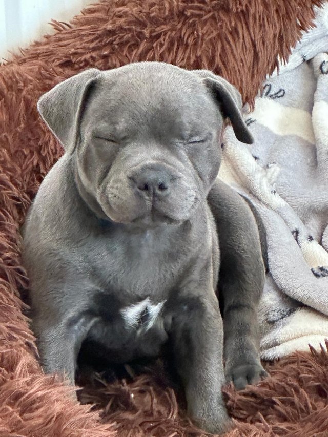 Preview of the first image of Pedigree blue Staffordshire bull terrier puppies.