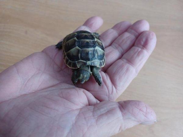 Image 5 of Tortoise licenced spurthighbabies available now