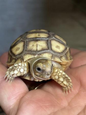 Image 3 of Sulcata Tortoise Hatchlings UK bred