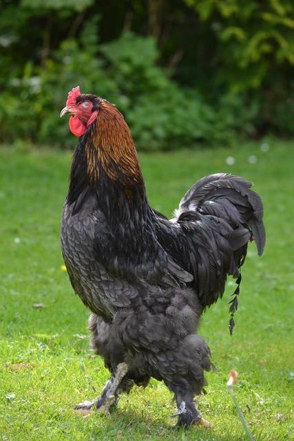 Preview of the first image of Brahma Cockerel for Sale. Nice Big Bird..