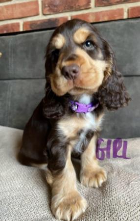 Image 4 of True show Cocker spaniel puppies for sale