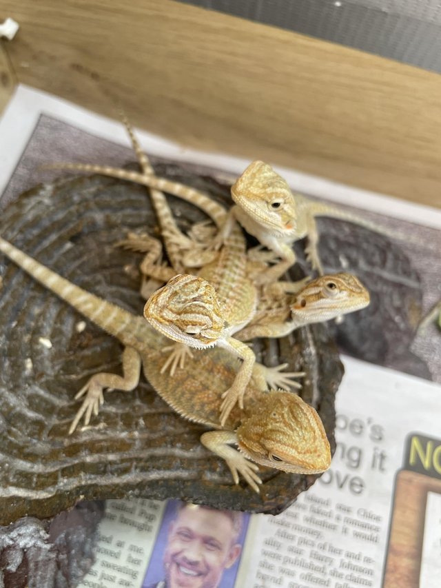 Preview of the first image of Baby bearded dragons born on the 15/4/2024.