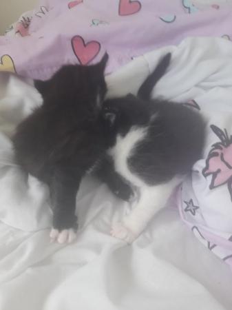 Image 6 of Kittens for sale x2 ready first week of may