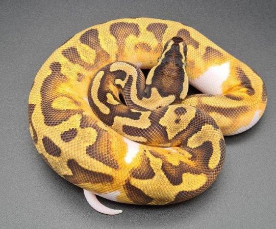 Image 5 of Enchi Yellow Belly Pied Male Ball Python 220105