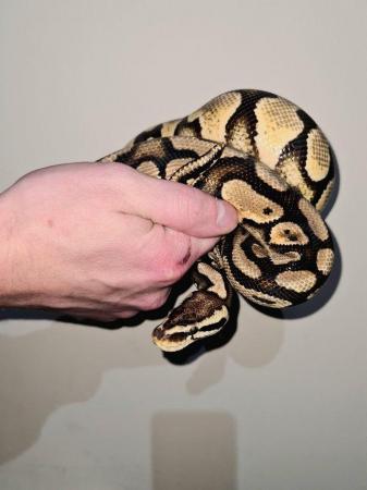 Image 4 of Pastel YellowBelly Ball Python - CB20 Male