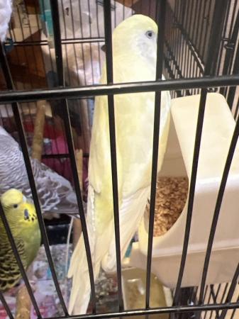 Image 1 of Budgies for sale with toys/feeders/drinkers