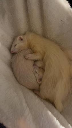 Image 1 of albino mother and daughter duo
