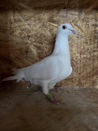 Image 8 of White pigeons females…………………..