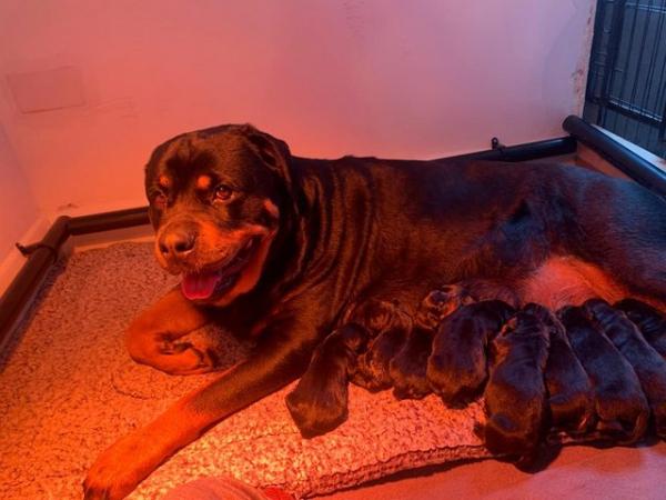 Image 2 of Rottweiler kc registered puppies